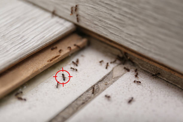 Best Pest Removal Services  in Enfield, NC
