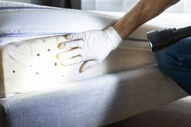 Best Pest Control Near Me  in Enfield, NC