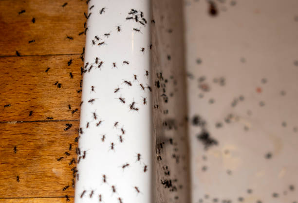 Best Bed Bug Extermination  in Enfield, NC