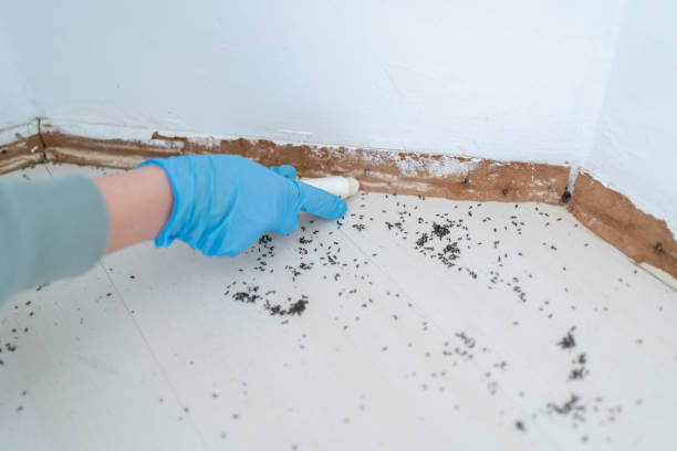 Best Affordable Pest Control Services  in Enfield, NC